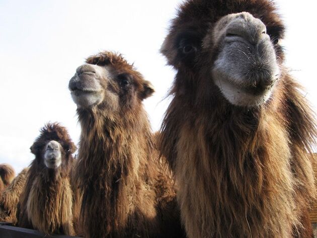 Camel
